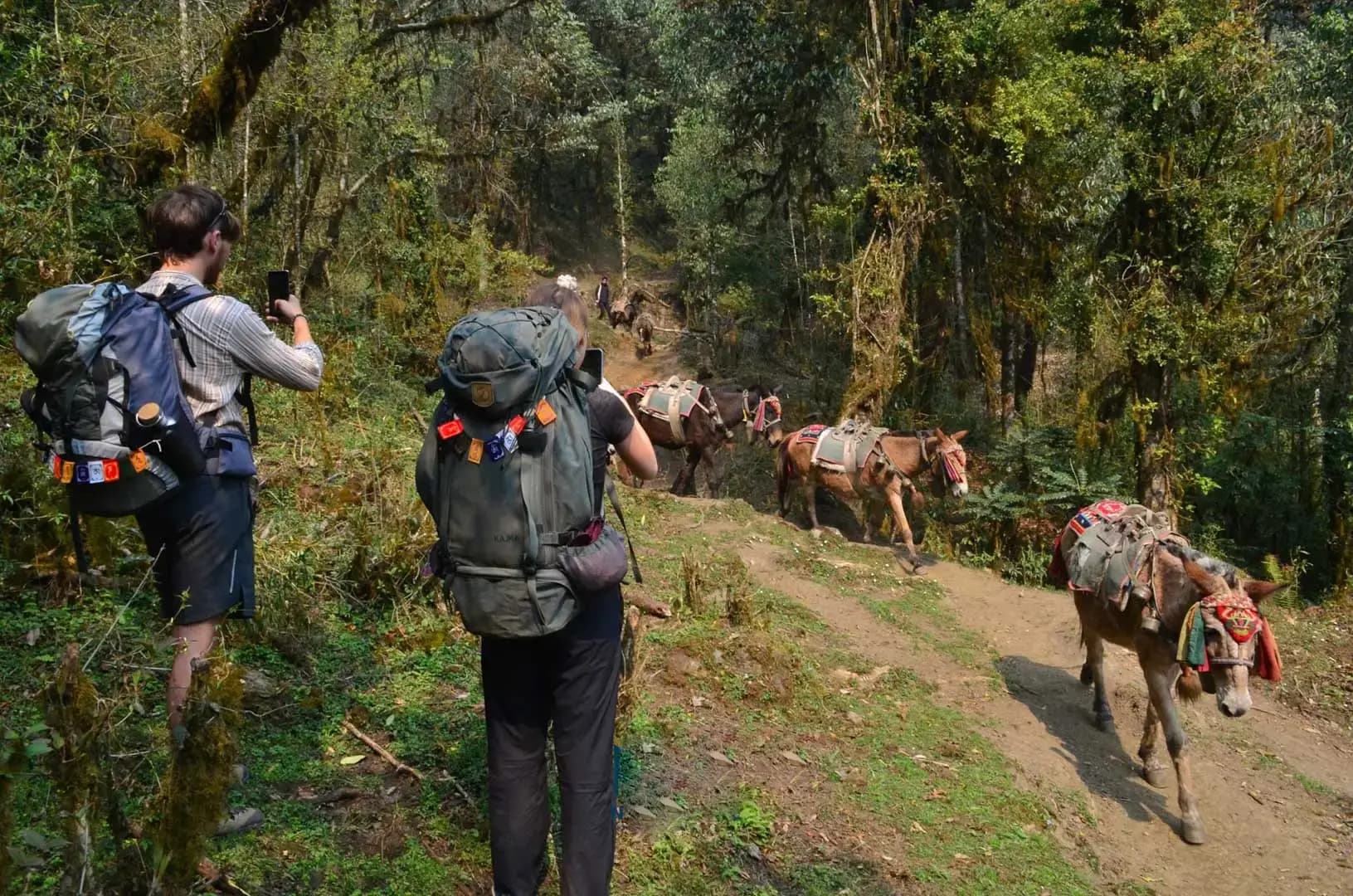 mardi trail is also used by Donkeys as mode of transportation