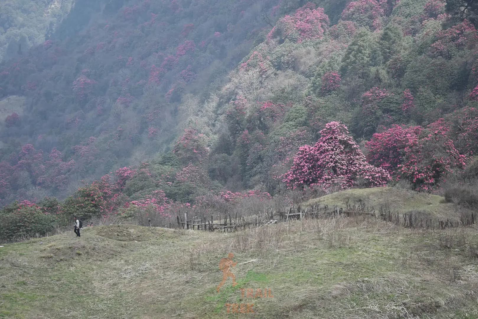 Forest full with vibrant rhododendron flowers at mohare danda of Annapurna region 