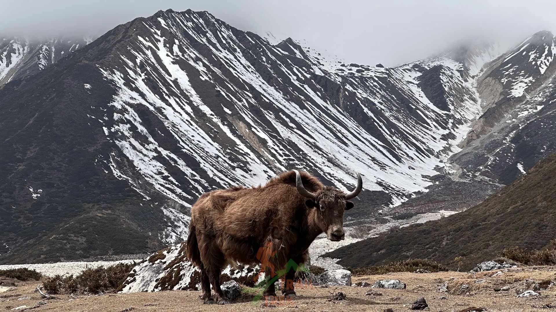 yak grazing at manaslu region of nepal